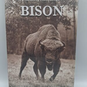 Bison Andrzej Stachurski